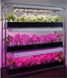 GL-Flora series of greenhouse shelf lighting fixtures from Everlight GL-Flora series